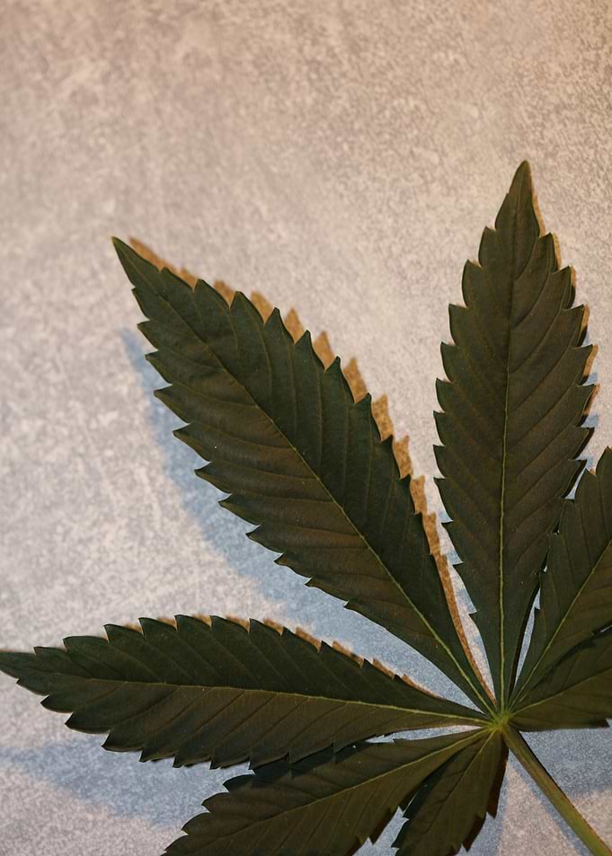 Cannabis plant leaf macro