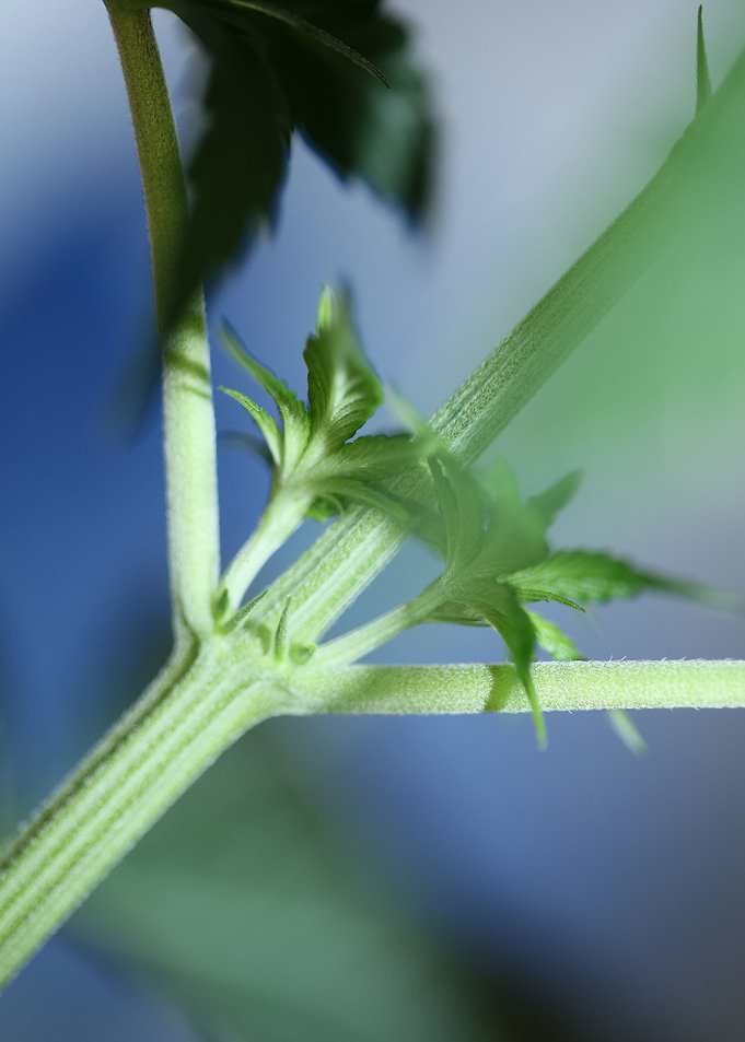 Marihuana plant background