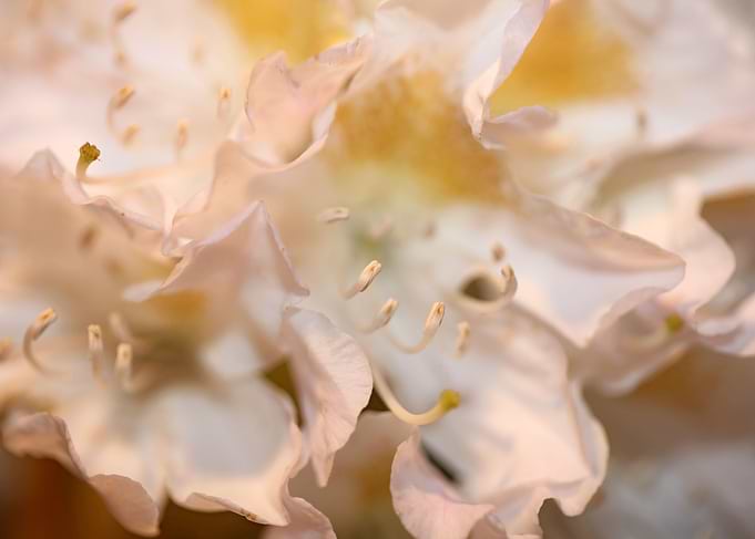 Rhododendron flowering