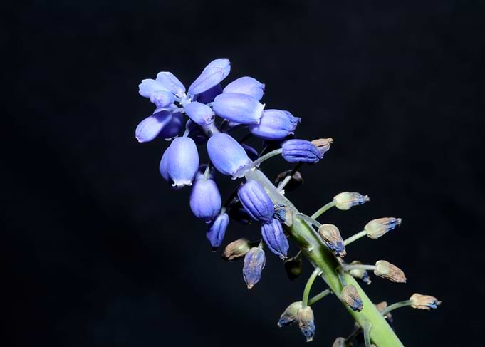 Flower Muscari neglectum