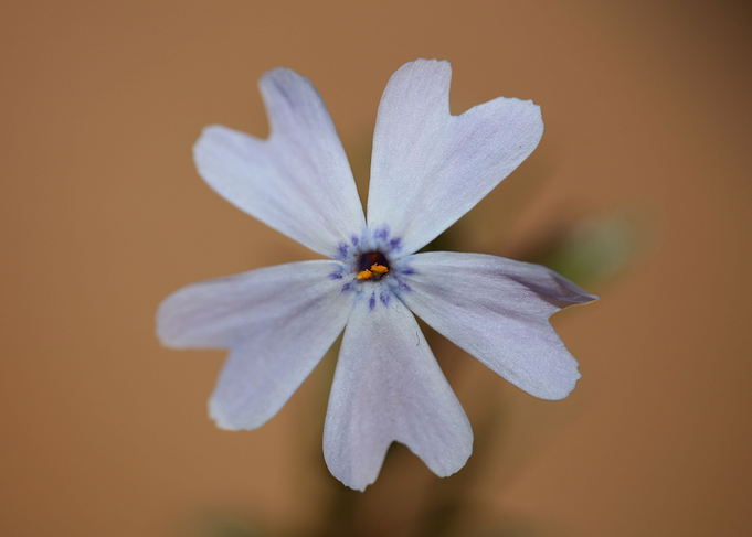Flower blossoming close up