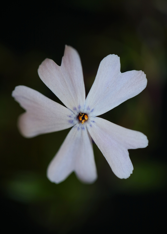 Phlox flower background
