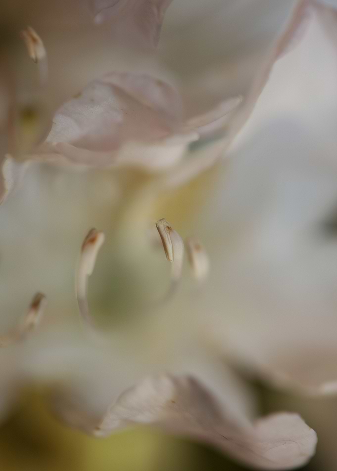Rhododendron blossoming