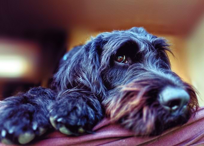 Faithful Friend