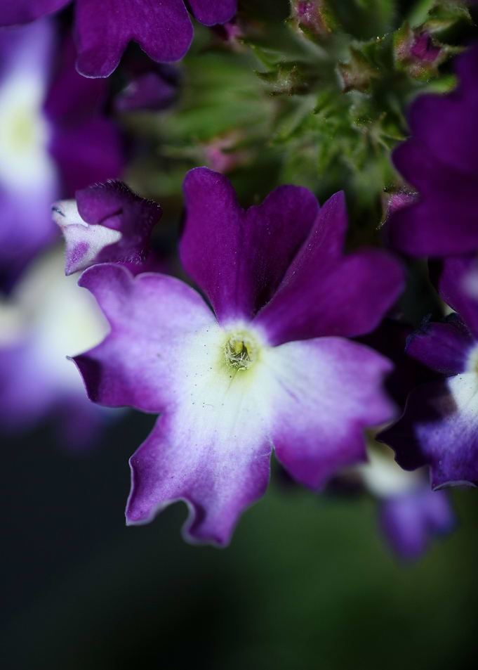 Verbena hybrid verbenaceae