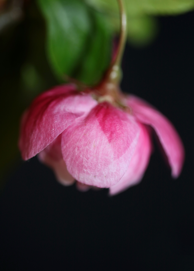 Prunus serrulata blossom