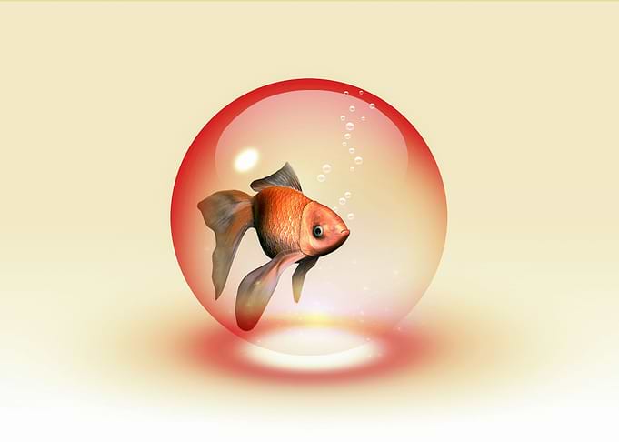 Fish Inside Bubble