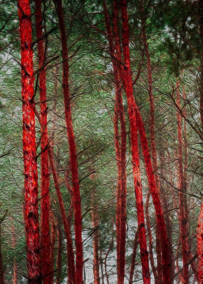 Trees on the Woods