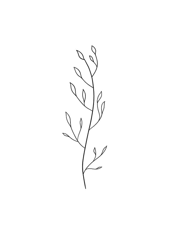 botanical ilustration 08