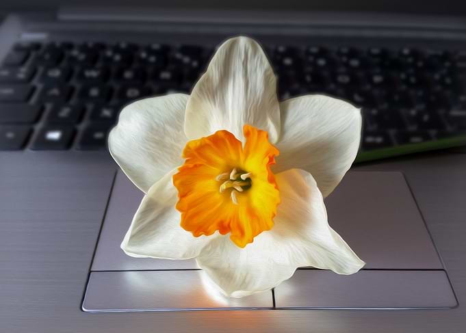 Flower over keyboard