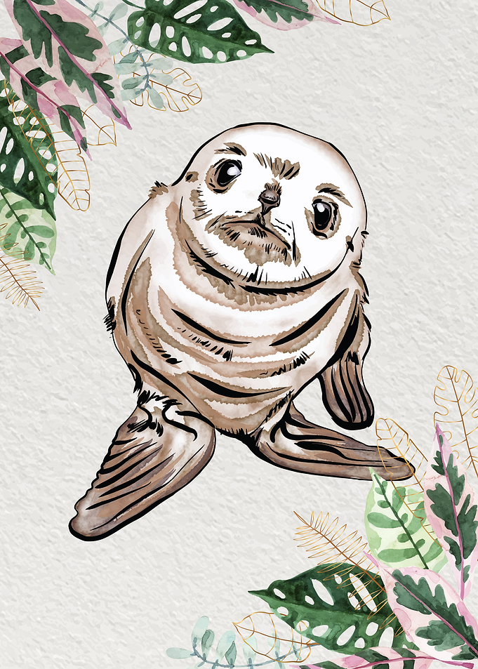 Baby Seal