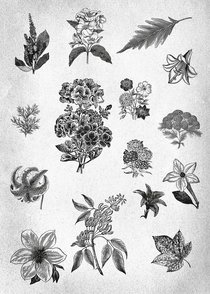 Vintage Floral drawing