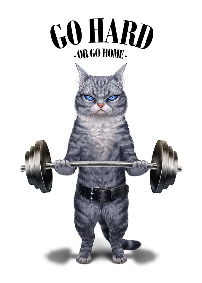 Grey Cat Weightlifting