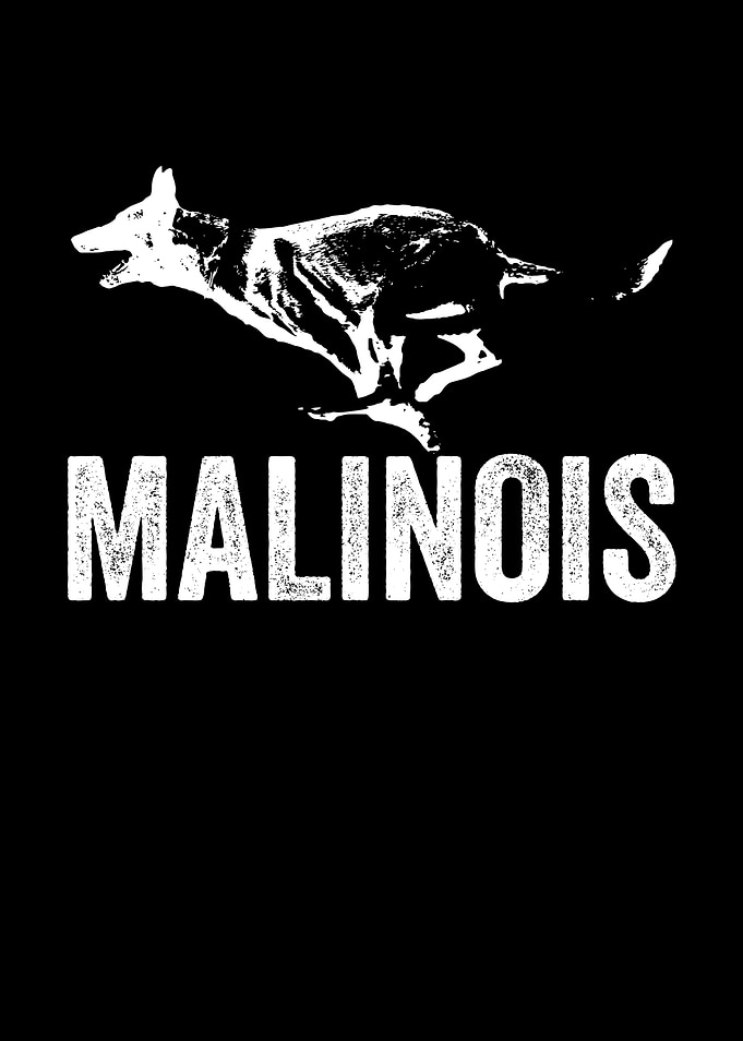 Belgian Shepherd Dog