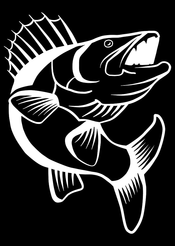 Walleye