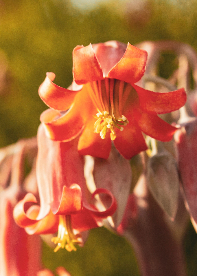 Cotyledon Flower
