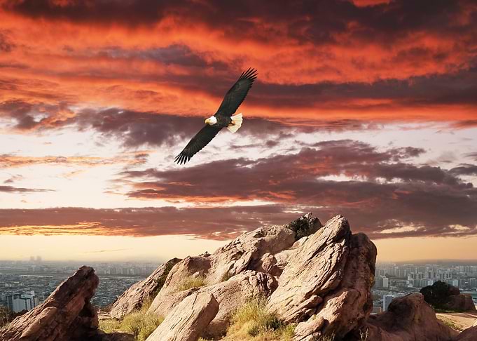Free as a Bird