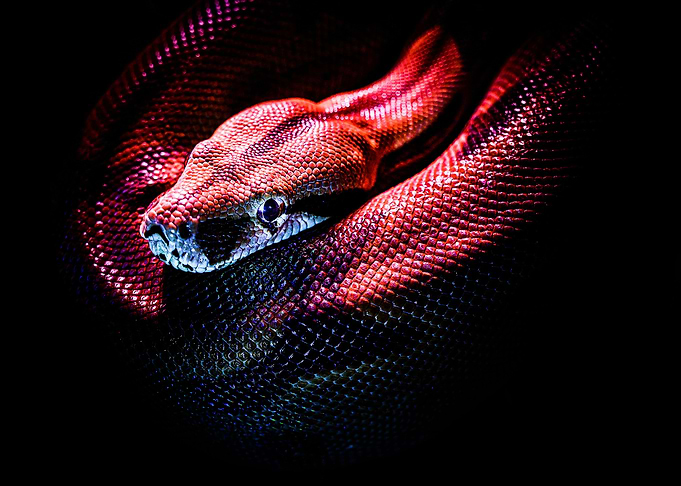 Snake