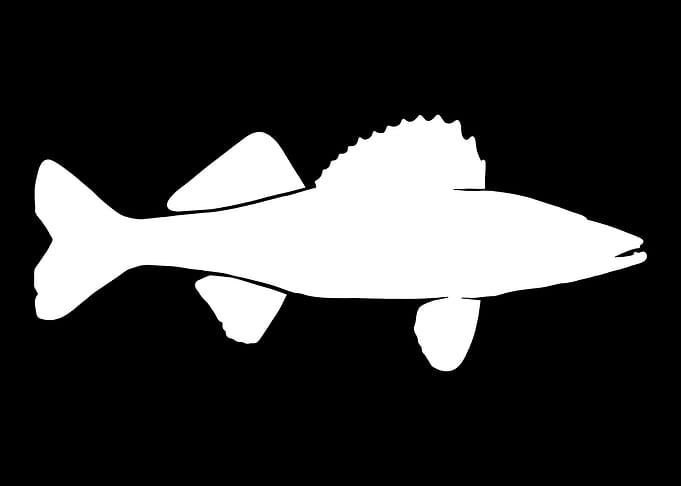 Walleye