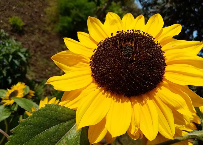 Sunflowers