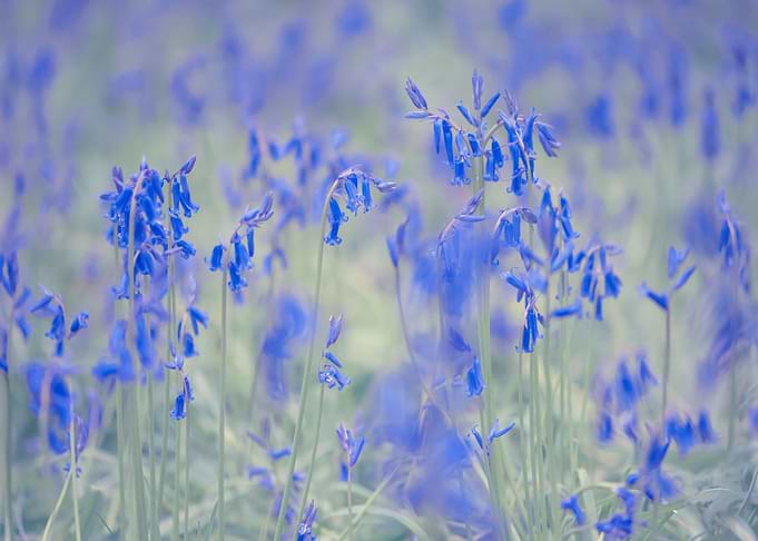 Bluebells