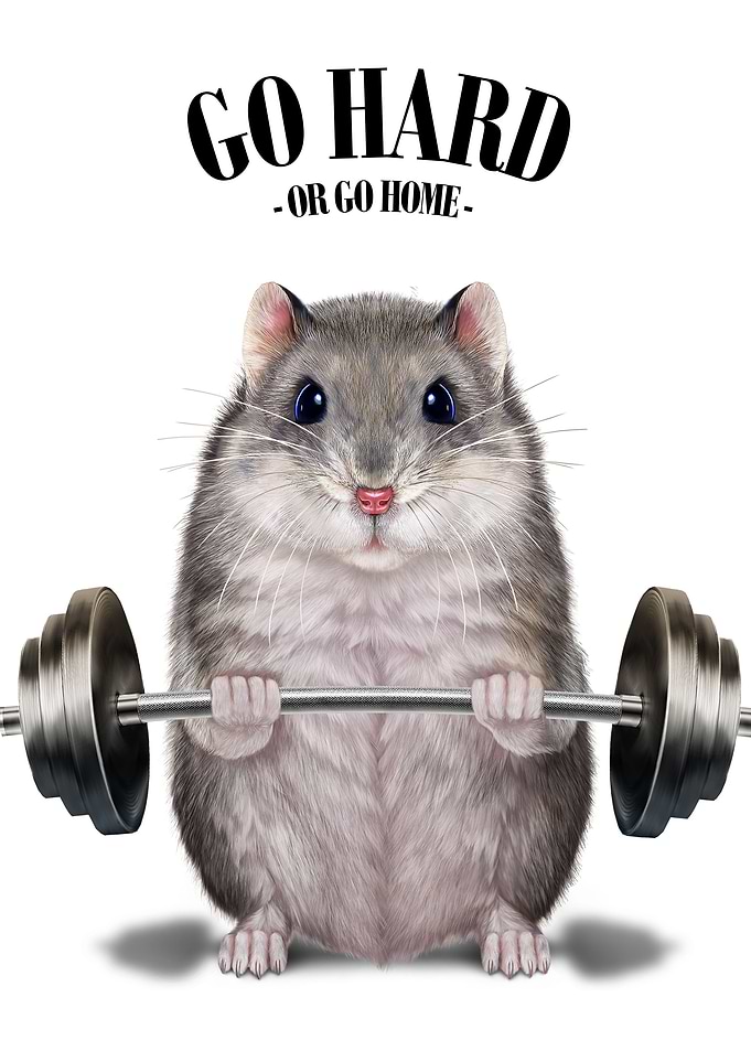 Hamster Weightlifting