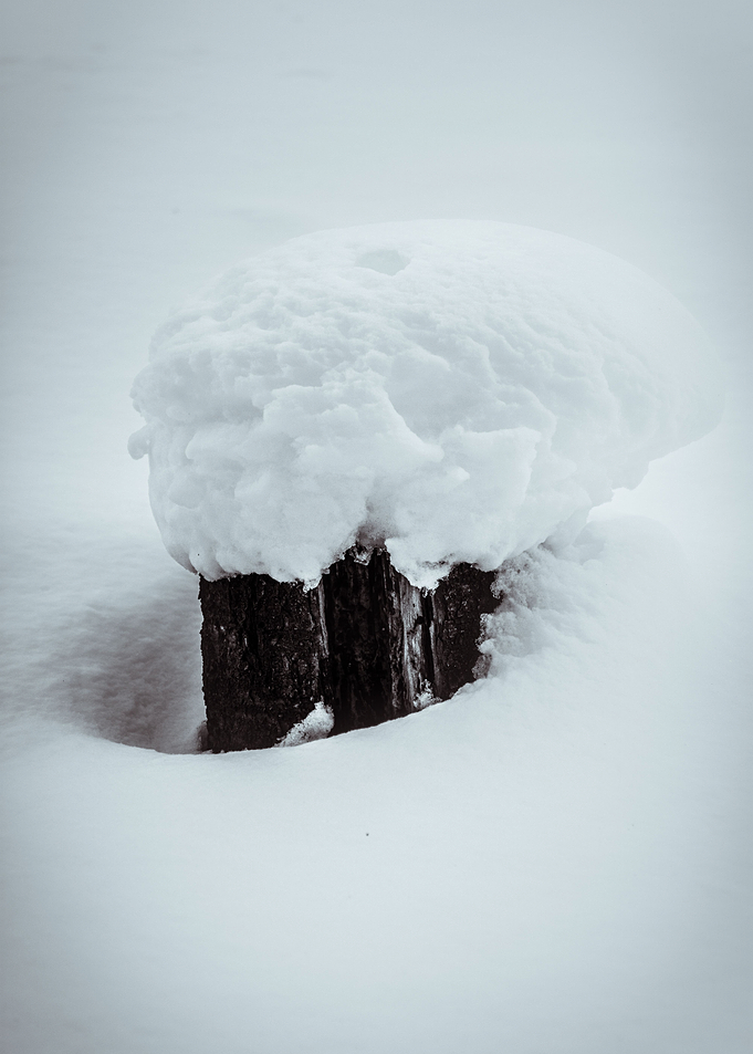 Snow cap on the tree stump