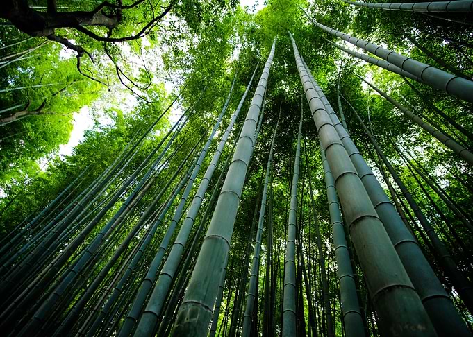 Bamboos Trees in Forest