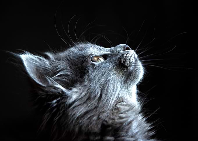 Cat photo