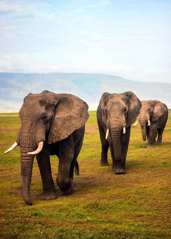 Elephants Animals at field
