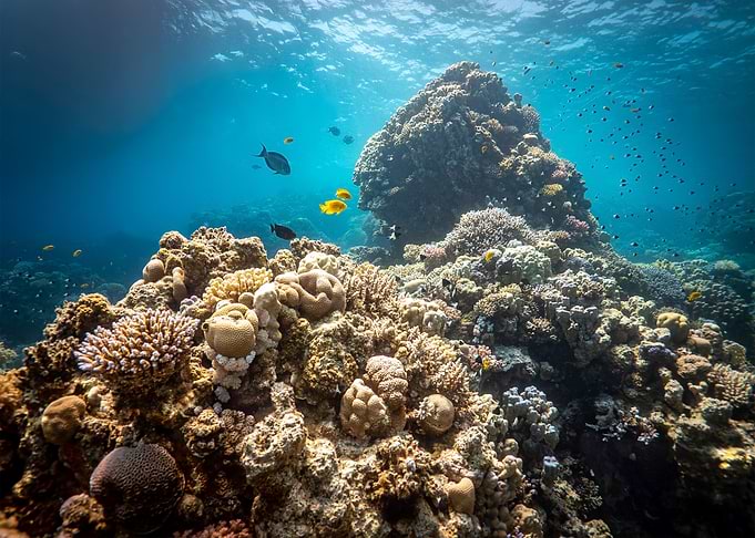 Reef in Egypt