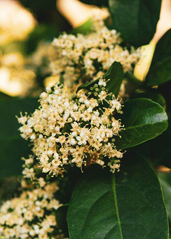 Tree Delight