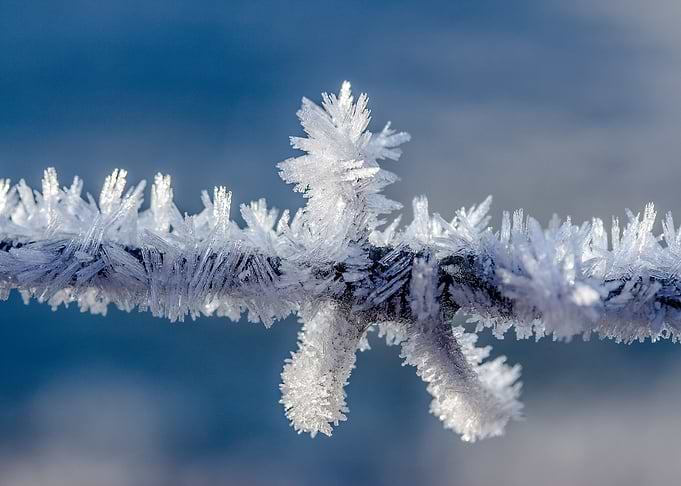 Ice crystals on a branch