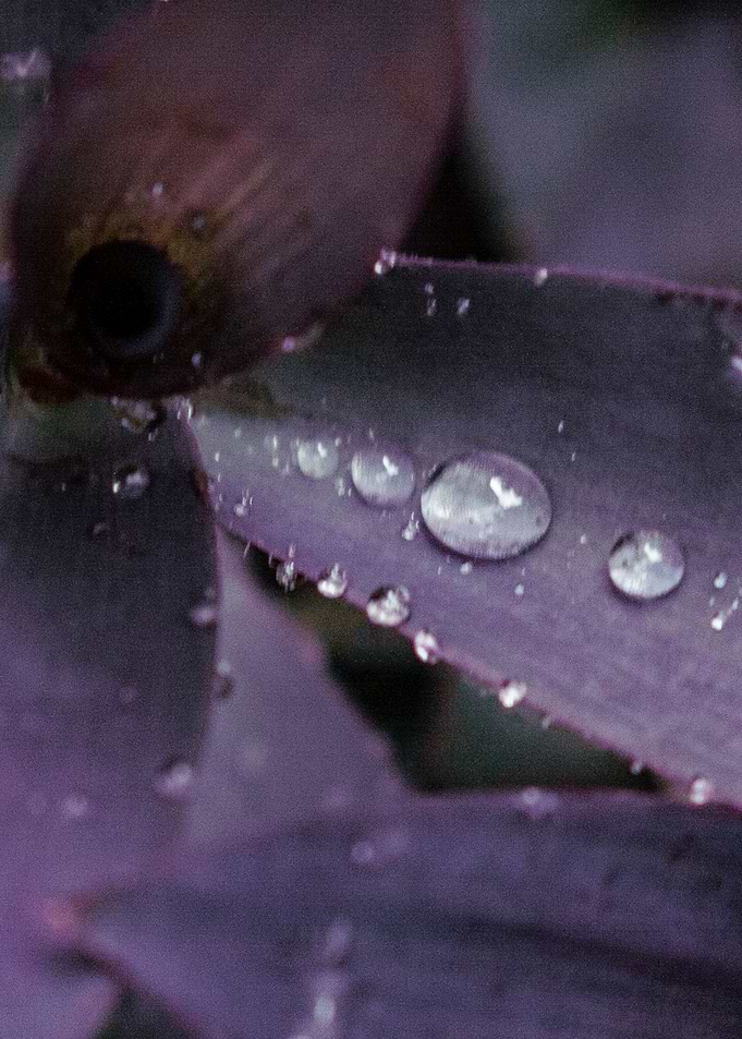 Purple Creep