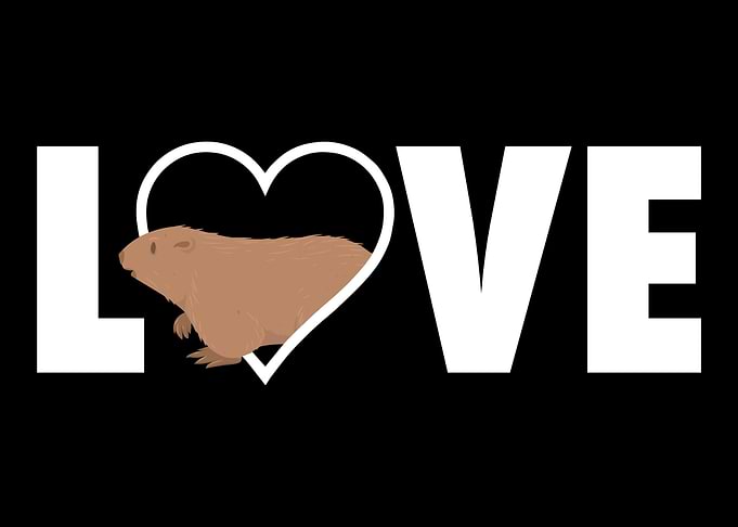 Marmot Love Marmot Animal