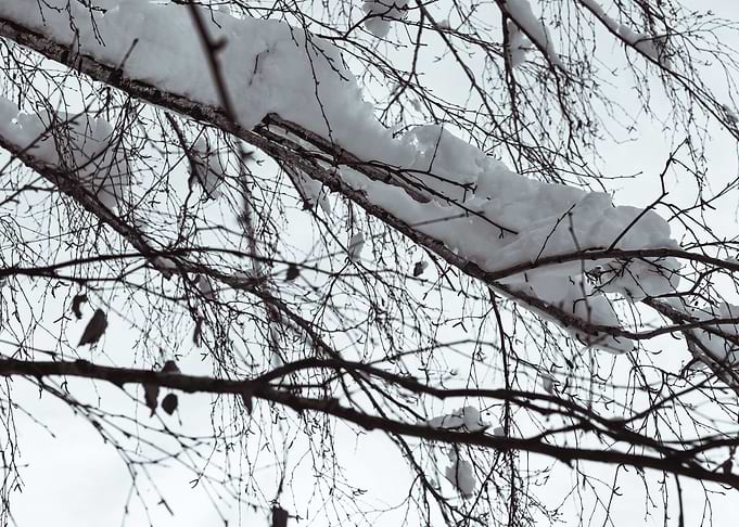 Snow branches