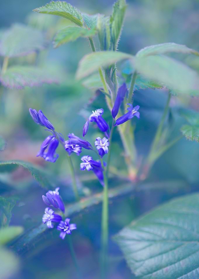 Bluebells
