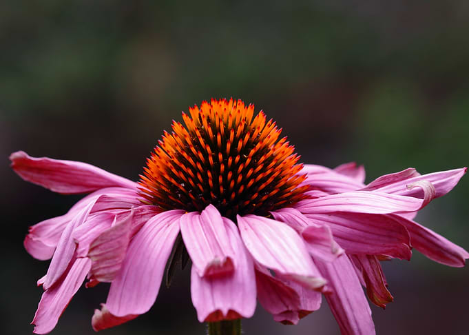 Flower Power