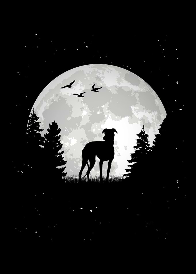 Whippet Dog Moon Greyhound