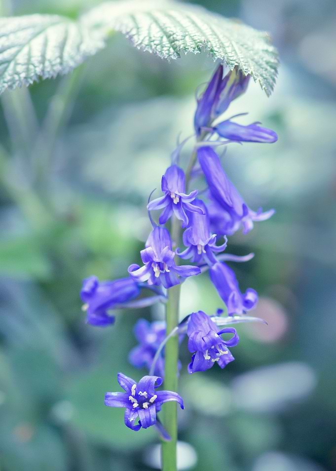 Bluebells