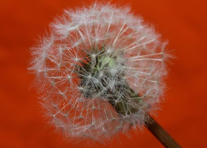 Taraxacum flower close up