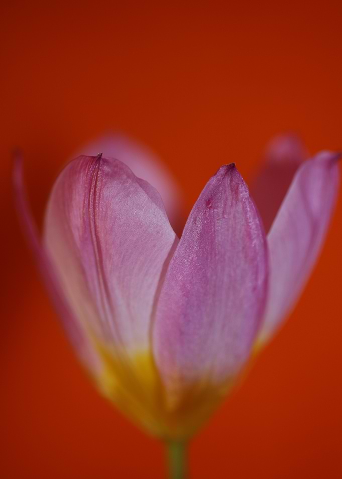 Crocus flower close up