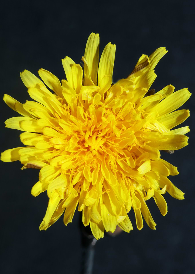 Taraxacum officinale macro
