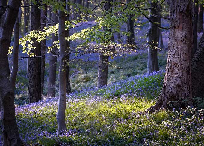 Bluebells at Margam woods