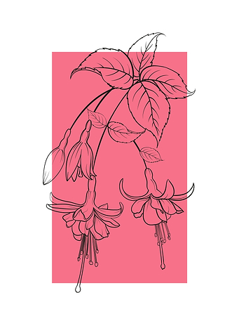 Fuchsia Flower