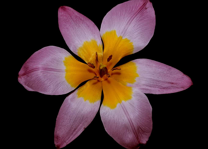 Crocus vernus flower macro