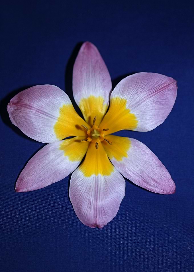 Crocus flower blossoming