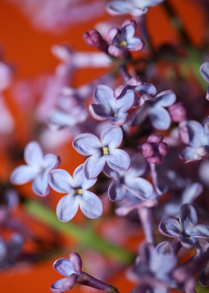 Purple syringa flowering