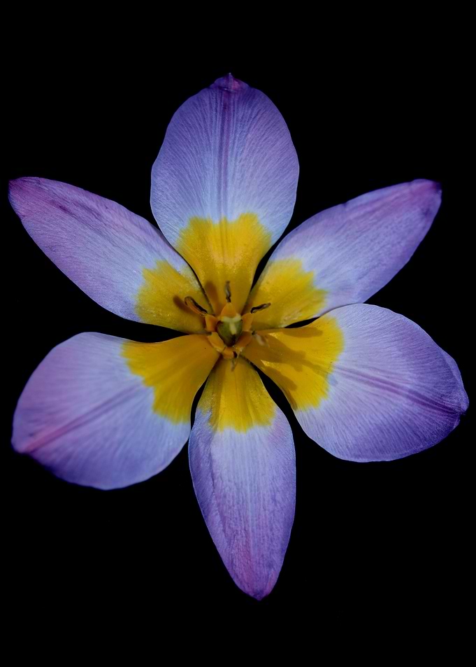 Crocus vernus flower macro