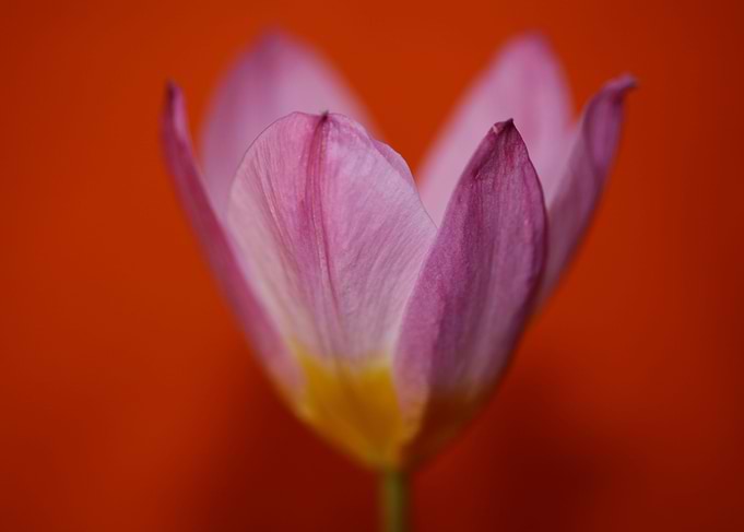 Crocus vernus Iridaceae